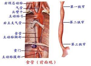 先天性短食管