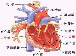 先天性心包缺如或缺损