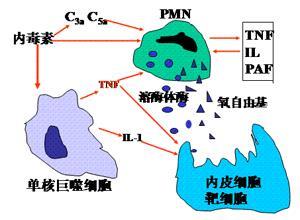 小儿多器官功能障碍综合征