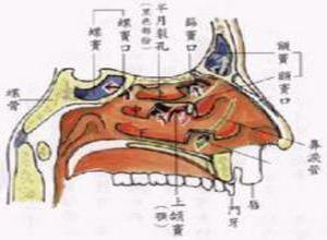 小儿急性上呼吸道感染