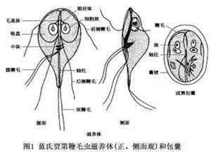 小儿贾第虫病