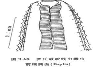 小儿结膜吸吮线虫病