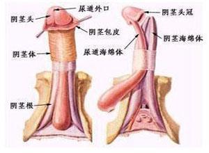 小儿尿道下裂