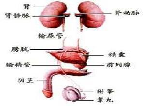 小儿尿石症