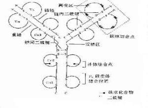 小儿选择性免疫球蛋白G亚类缺陷病