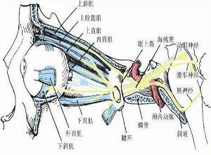眼外肌发育不全