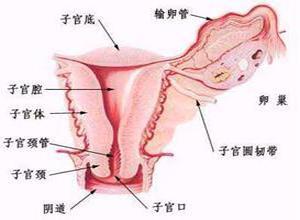 阴道壁息肉