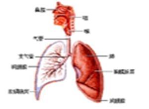 原发气管支气管肿瘤