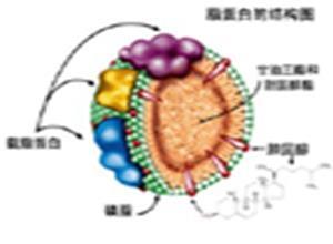 原发性巨球蛋白血症