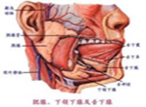 原发性腮腺淋巴瘤