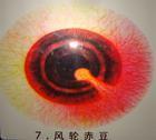 风轮赤豆