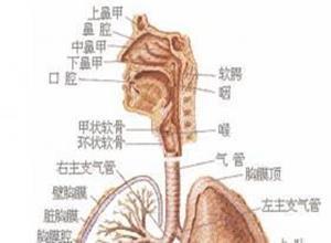 燥邪犯肺