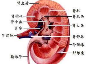 慢性肾功能不全