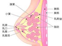 慢性乳腺炎