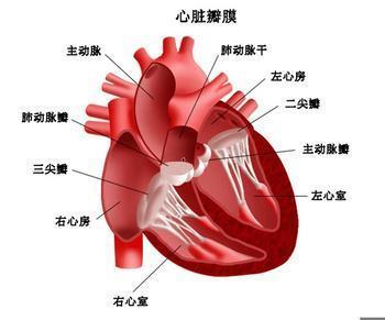 高血压性心脏病