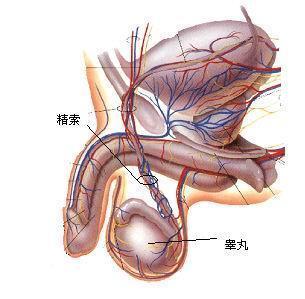 睾丸畸形