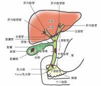 胆道癌