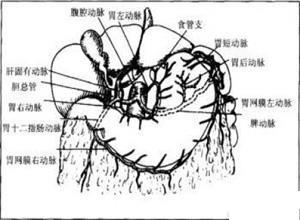 小肠系膜损伤