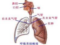 急性上呼吸道感染