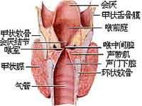 先天性喉软骨畸形