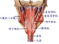 咽麻痹