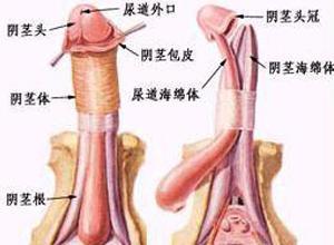 男科病