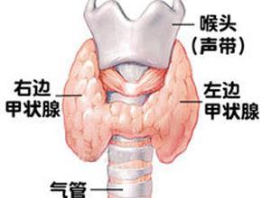 甲状腺疾病