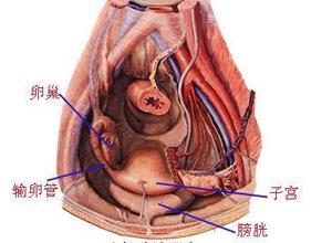 盆腔疾病
