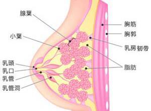 乳腺疾病