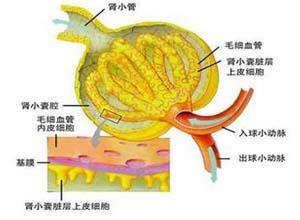 β-氨基酸尿