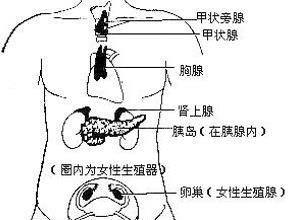 内分泌功能亢进