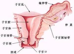 阴道囊肿