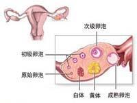 黄体萎缩不全