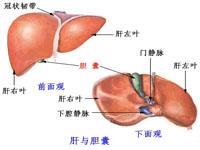 急性肝病