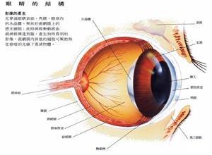 动眼、滑车及外展神经疾病