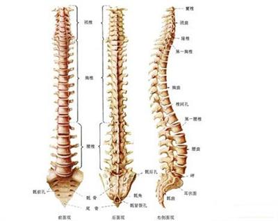 上肢发麻或是神经根型颈椎病