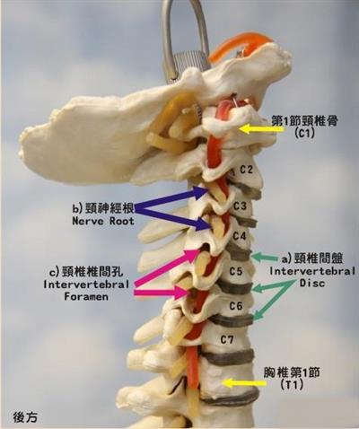 颈椎病理生理