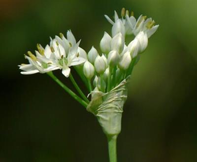 韭菜花能和海虾一起吃吗_韭菜花和海虾可以一起吃吗/同吃