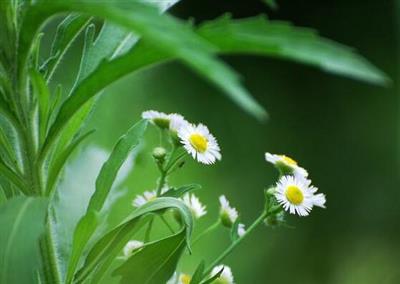 野菊花能和丝瓜一起吃吗_野菊花和丝瓜可以一起吃吗/同吃