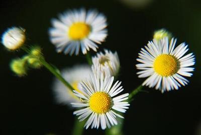 野菊花