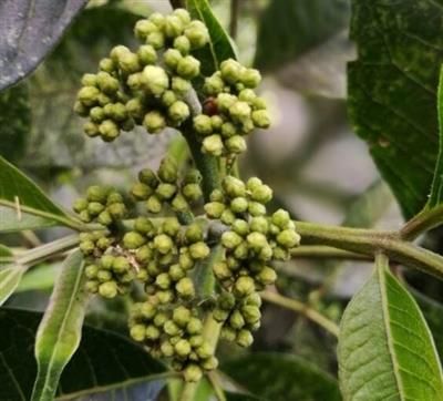 吴茱萸能和生蚝一起吃吗/同吃_吴茱萸和生蚝相克吗