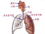 肺隐球菌病