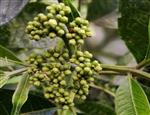 吴茱萸能和生蚝一起吃吗/同吃_吴茱萸和生蚝相克吗