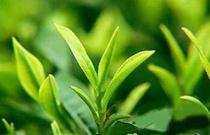 红茶绿茶瘦身方法各种花样燃烧脂肪