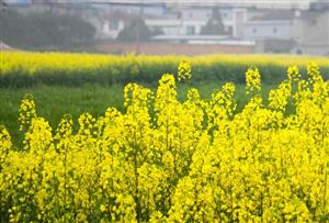 菜花图片