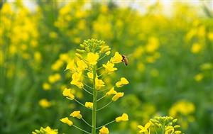 菜花图片