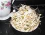 我用茶壶发绿豆芽的做法图解5