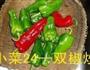 双椒炒肥肠的做法图解2