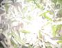 口条炒千张香芹的做法图解5