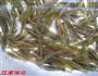 酥炸小虾米的做法图解1